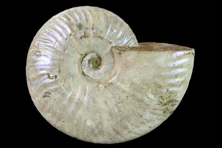 Silver Iridescent Ammonite (Cleoniceras) Fossil - Madagascar #137387